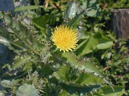 Attēlu rezultāti vaicājumam “Sonchus asper flower”