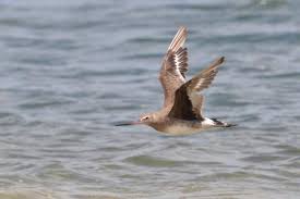 Image result for Limosa haemastica