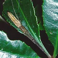 Attēlu rezultāti vaicājumam “Tetragnathidae”