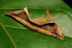 Attēlu rezultāti vaicājumam “Endromidae”