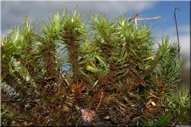 Attēlu rezultāti vaicājumam “Dicranum polysetum”