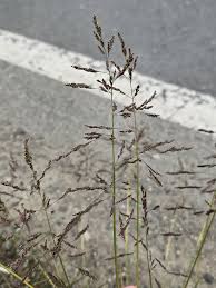 Attēlu rezultāti vaicājumam “Puccinellia distans”