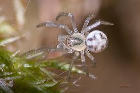 Attēlu rezultāti vaicājumam “Paidiscura pallens”