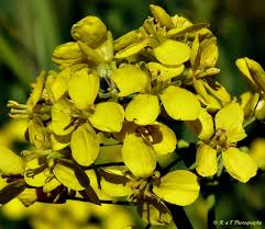 Attēlu rezultāti vaicājumam “Brassica napus”