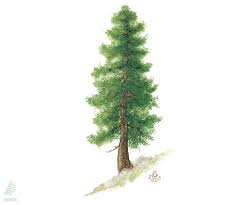 Attēlu rezultāti vaicājumam “Pinus cembra”