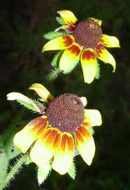 Attēlu rezultāti vaicājumam “Rudbeckia hirta var. pulcherrima flower”