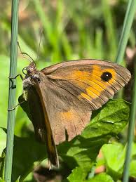 Attēlu rezultāti vaicājumam “Maniola jurtina”