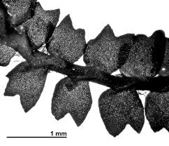 Attēlu rezultāti vaicājumam “Barbilophozia barbata”