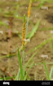 Attēlu rezultāti vaicājumam “Alopecurus aequalis flower”
