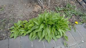 Attēlu rezultāti vaicājumam “Campanula rapunculoides leaf”