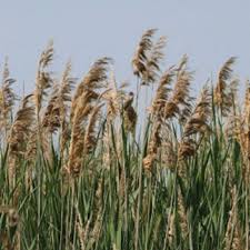 Attēlu rezultāti vaicājumam “Phragmites communis”