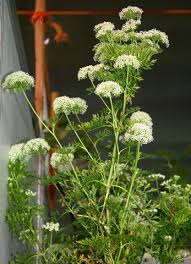 Attēlu rezultāti vaicājumam “Daucus sativus flower”