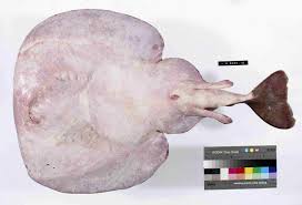 Image result for Torpedo torpedo