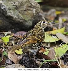 Image result for Zoothera dauma