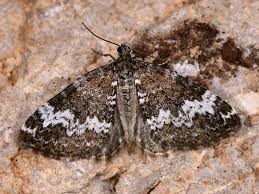 Attēlu rezultāti vaicājumam “Perizoma alchemilla”