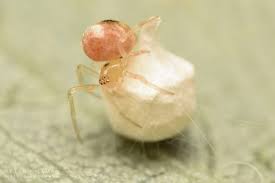 Attēlu rezultāti vaicājumam “Paidiscura pallens”