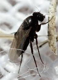 Attēlu rezultāti vaicājumam “Phoridae”