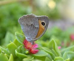 Attēlu rezultāti vaicājumam “Maniola jurtina male”