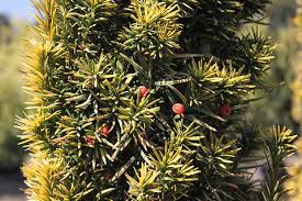 Attēlu rezultāti vaicājumam “Taxus”