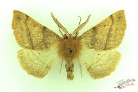 Attēlu rezultāti vaicājumam “Colotois pennaria”