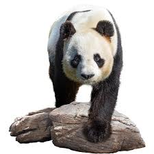 Résultat de recherche d'images pour "pandas"