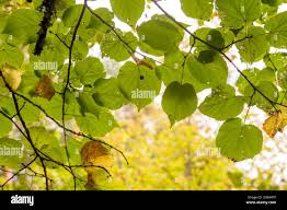 Attēlu rezultāti vaicājumam “Tilia x moltkei leaf”