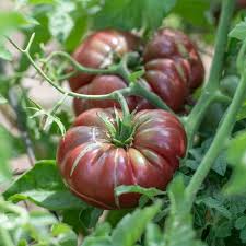 Afbeeldingsresultaat voor purple calabash tomato