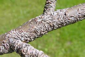 Attēlu rezultāti vaicājumam “Lepidosaphes ulmi”