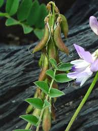 Attēlu rezultāti vaicājumam “Astragalus arenarius fruit”
