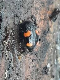 Attēlu rezultāti vaicājumam “Scaphidium quadrimaculatum”