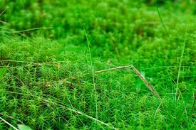 Attēlu rezultāti vaicājumam “Sphagnum flexuosum”