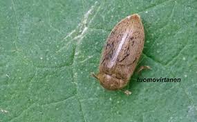 Attēlu rezultāti vaicājumam “Byturidae”