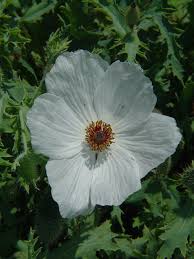 Image result for Adlumia cirrhosa