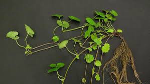 Attēlu rezultāti vaicājumam “Glechoma hederacea leaf”