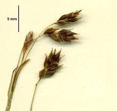 Attēlu rezultāti vaicājumam “Carex capillaris”