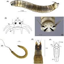 Attēlu rezultāti vaicājumam “Tipulidae”