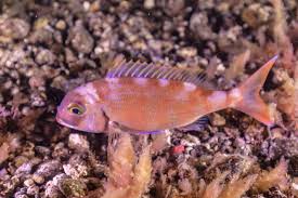 Image result for Pagrus pagrus