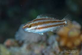 Image result for Scarus rubroviolaceus