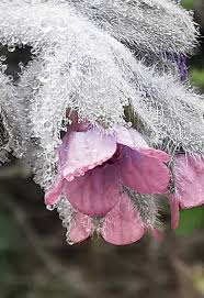 Attēlu rezultāti vaicājumam “Cynoglossum officinale flower”