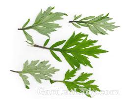 Attēlu rezultāti vaicājumam “Artemisia vulgaris leaf”