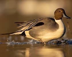 Image result for Anas acuta