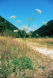Attēlu rezultāti vaicājumam “Peucedanum oreoselinum flower”