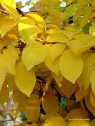 Attēlu rezultāti vaicājumam “Carpinus betulus leaf”