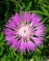 Image result for Flockenblume