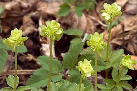 Attēlu rezultāti vaicājumam “Adoxa moschatellina”