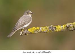 Attēlu rezultāti vaicājumam “Muscicapa striata”