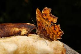 Attēlu rezultāti vaicājumam “Polygonia c-album underside”