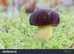 Attēlu rezultāti vaicājumam “Xerocomus pruinatus”