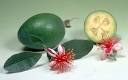<b>Feijoa</b> - what to pollinate