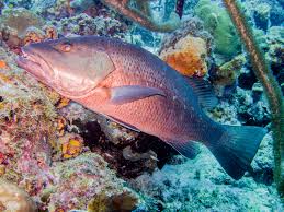 Image result for Lutjanus cyanopterus